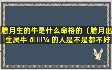 腊月生的牛是什么命格的（腊月出生属牛 🐼 的人是不是都不好）